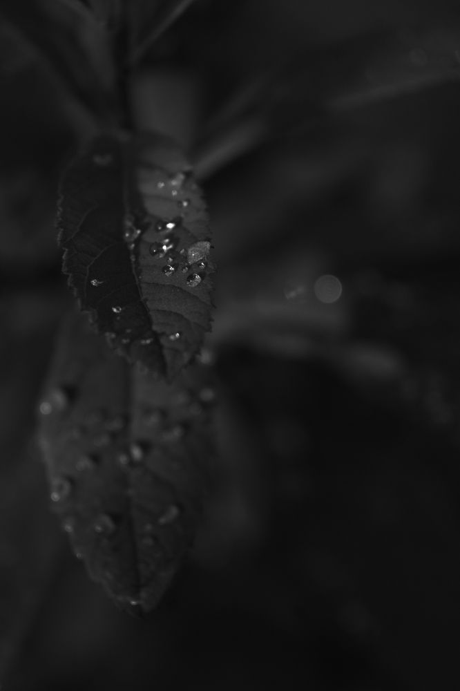 Photograph by Николай Косцов