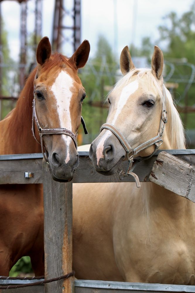 Photograph by Елена Ковалева