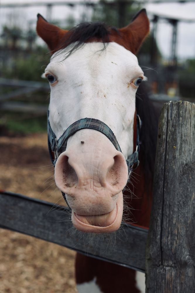 Photograph by Елена Ковалева