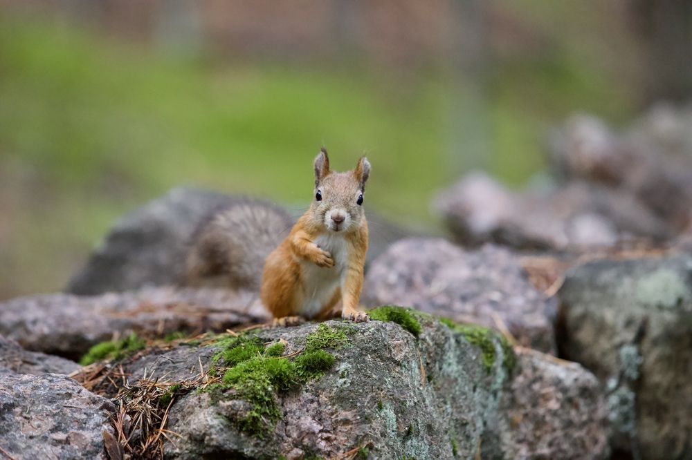 Photograph by Елена Ковалева
