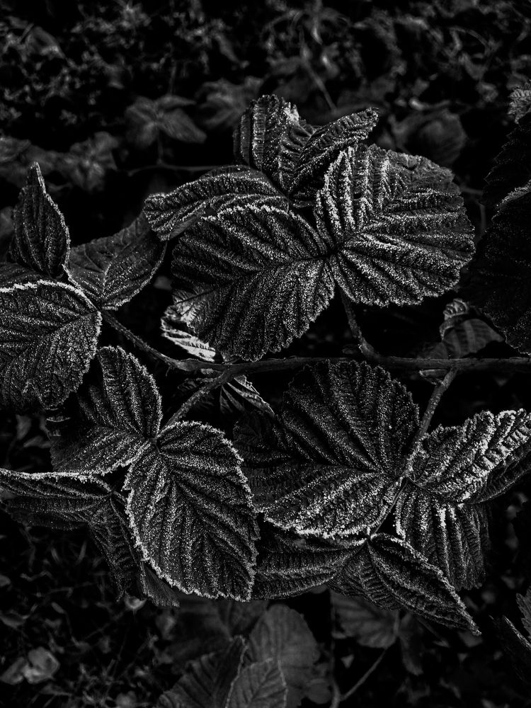 Photograph by Настя Настена