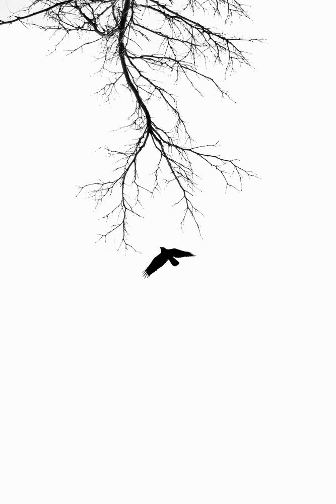 Photograph by Ava Nasiri