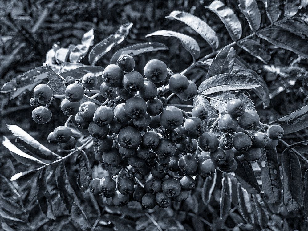 Photograph by Настя Настена