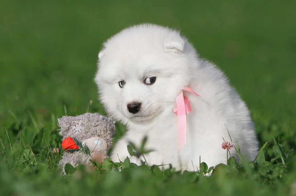 Фотография автора Надежда Лисицына