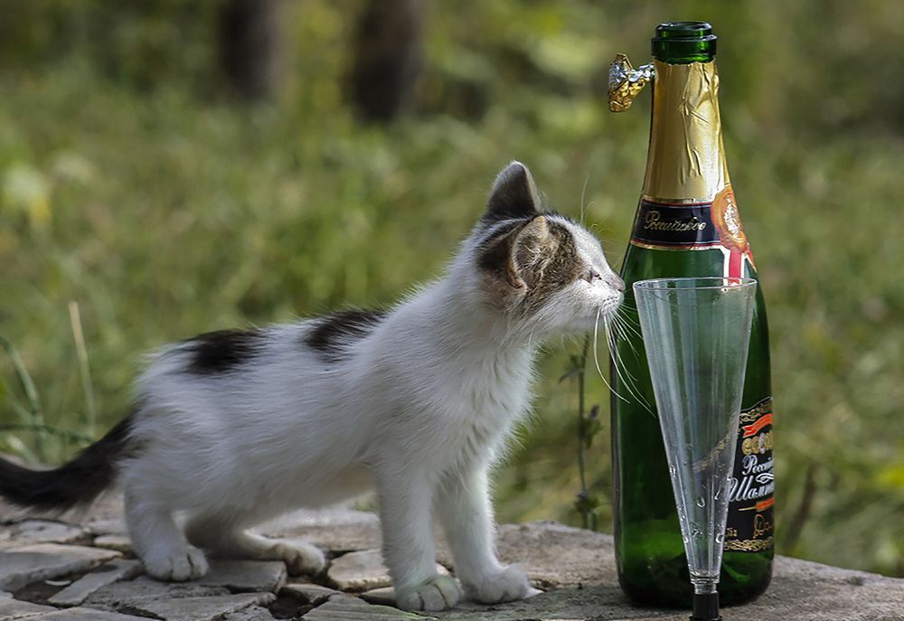 Photograph by Алексей Патлах