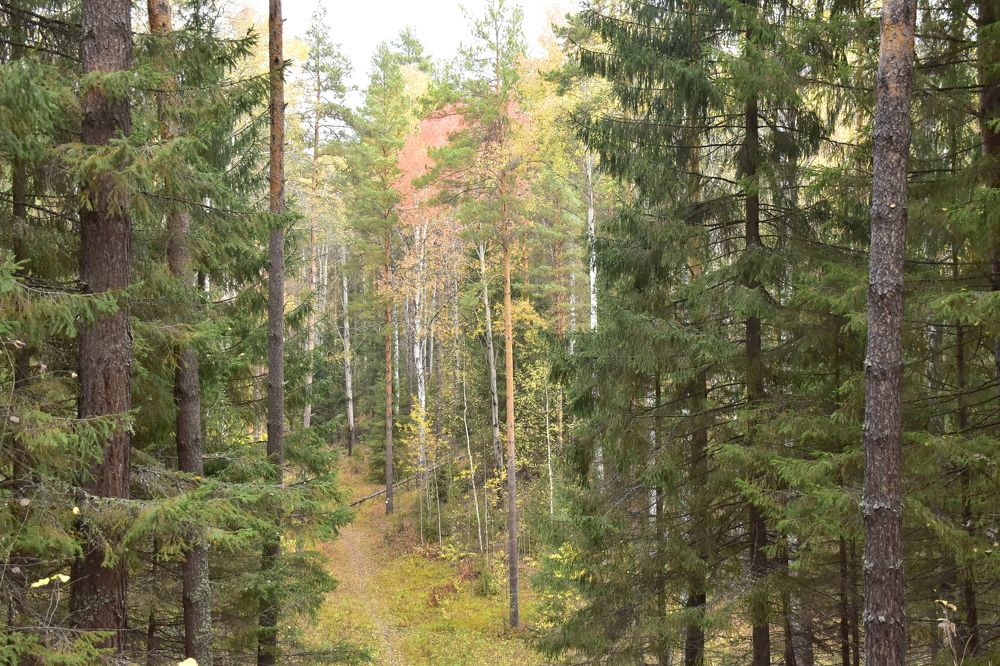 Photograph by Элеонора Безженова