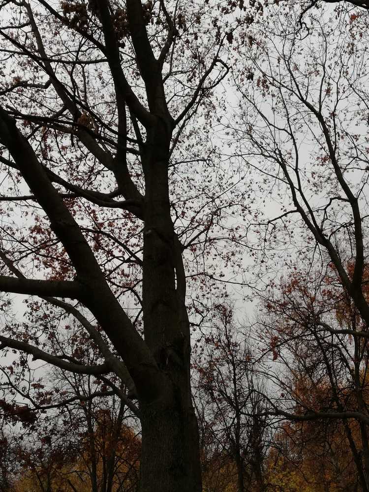 Photograph by Galina Novichkova