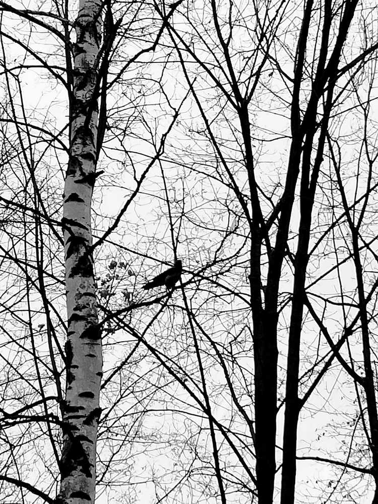 Photograph by Galina Novichkova