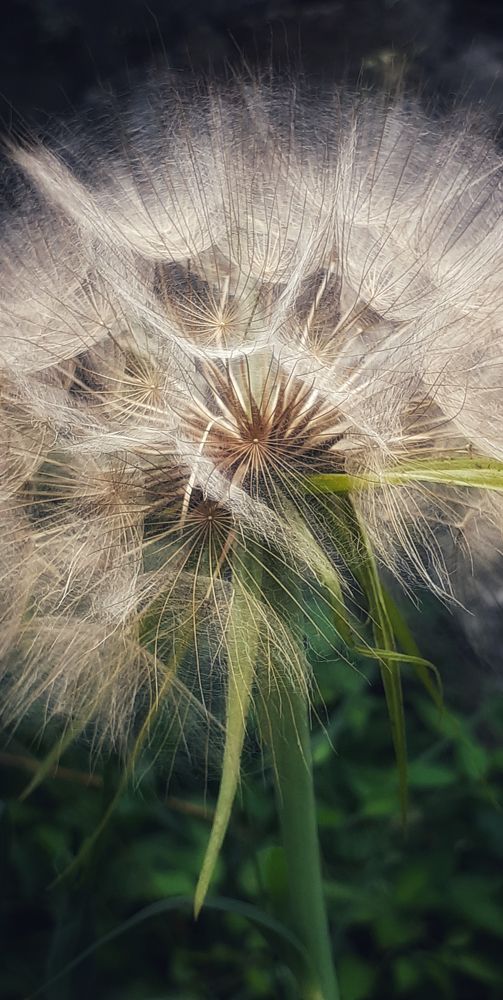 Dandelion