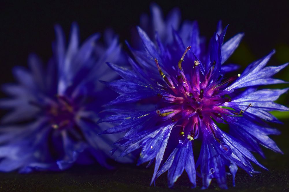 Фотография автора Оксана Льдинина