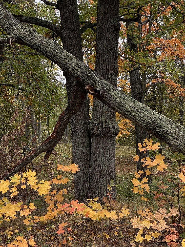 Фотография автора ГУЗАЛИЯ ГАНИЕВА