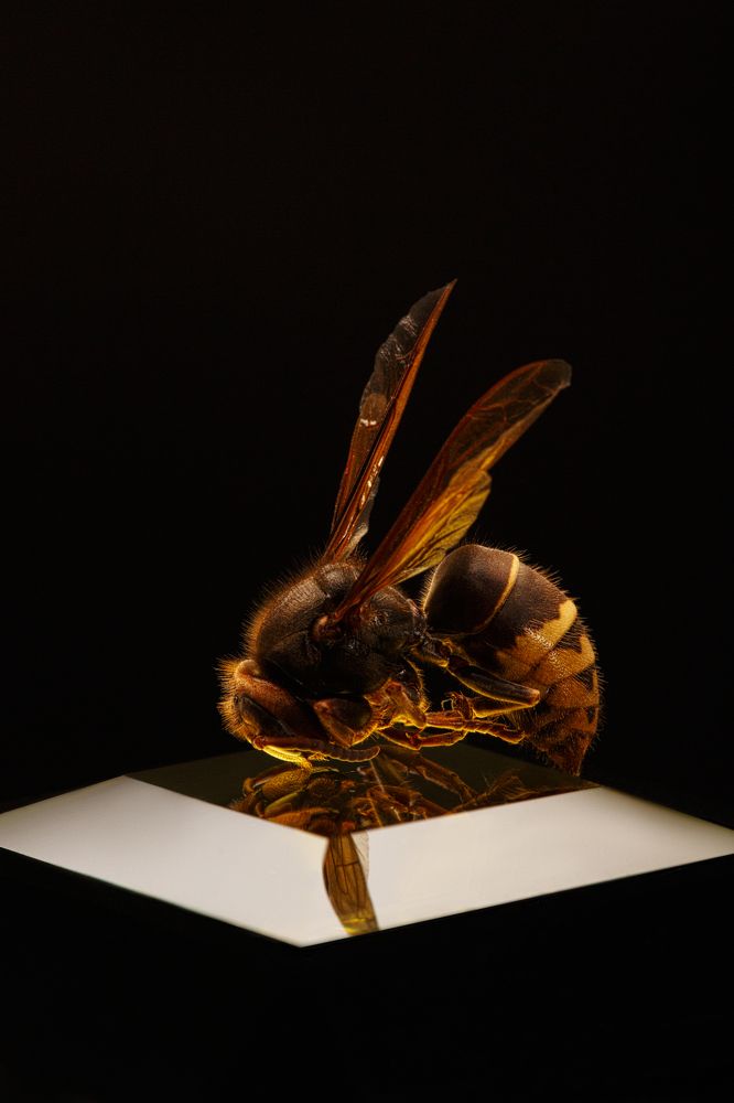 Фотография автора Мария Парамиди