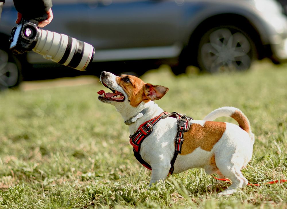 Фотография автора Елена Ушакова