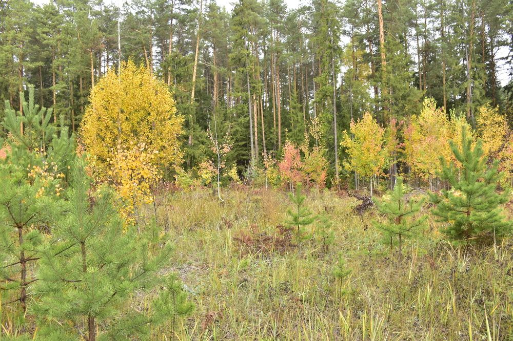 Photograph by Элеонора Безженова