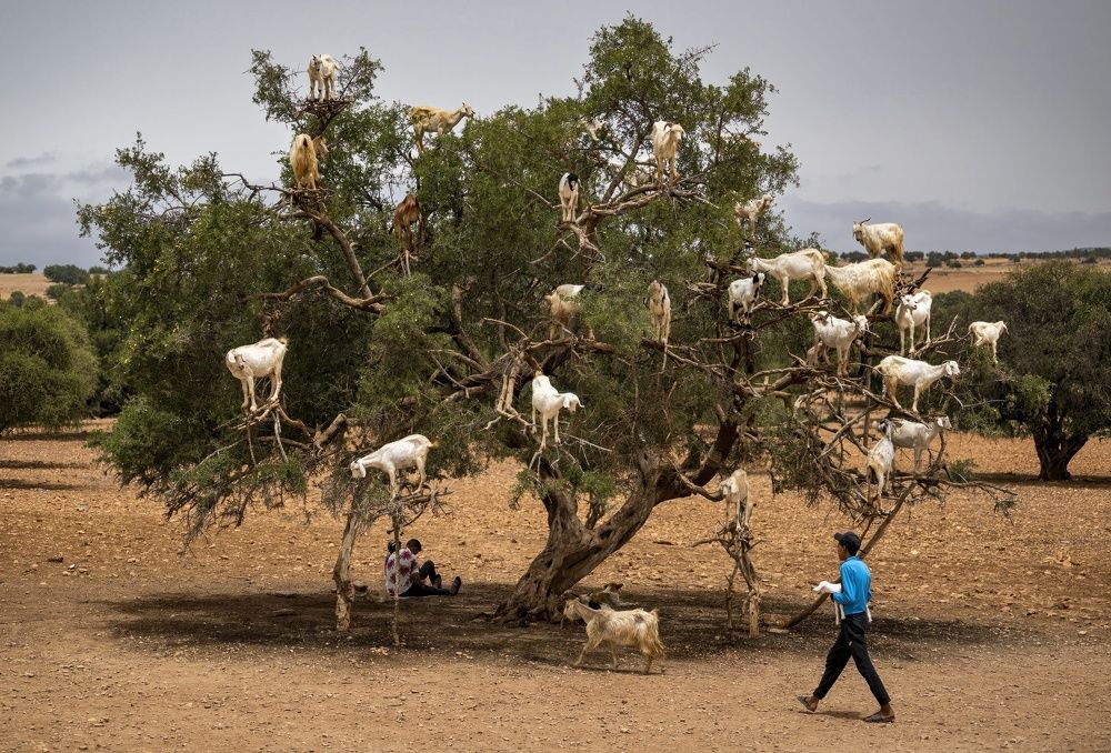 Morocco's tree-climbing goats