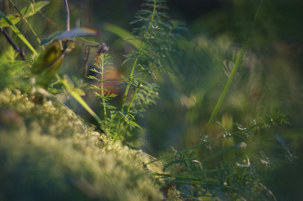 Photograph by Елена