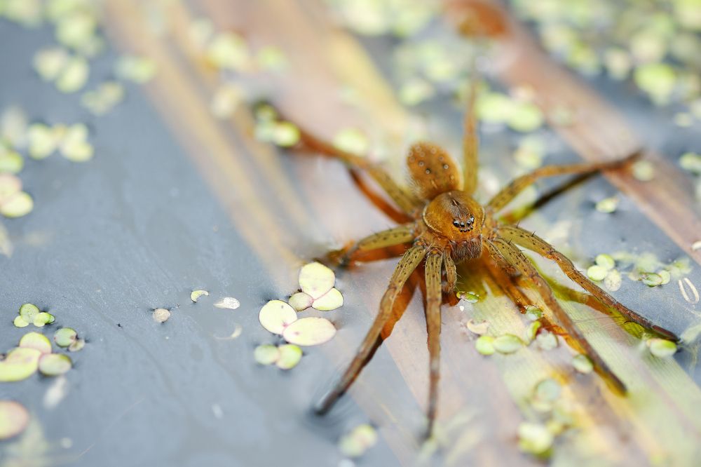 Photograph by Владимир