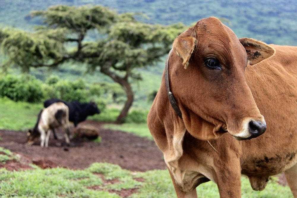 Photograph by Олег Банковский