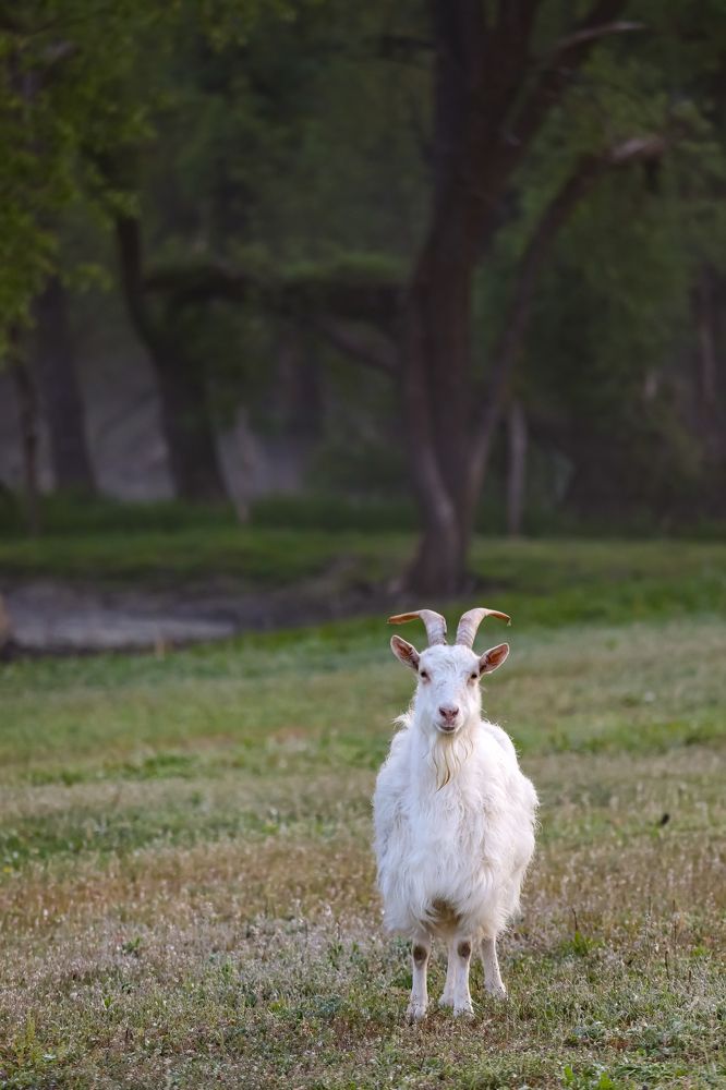 Photograph by Светлана Солдатченкова