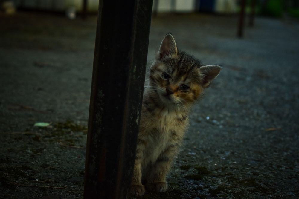 Фотография автора Ксения Вабищевич