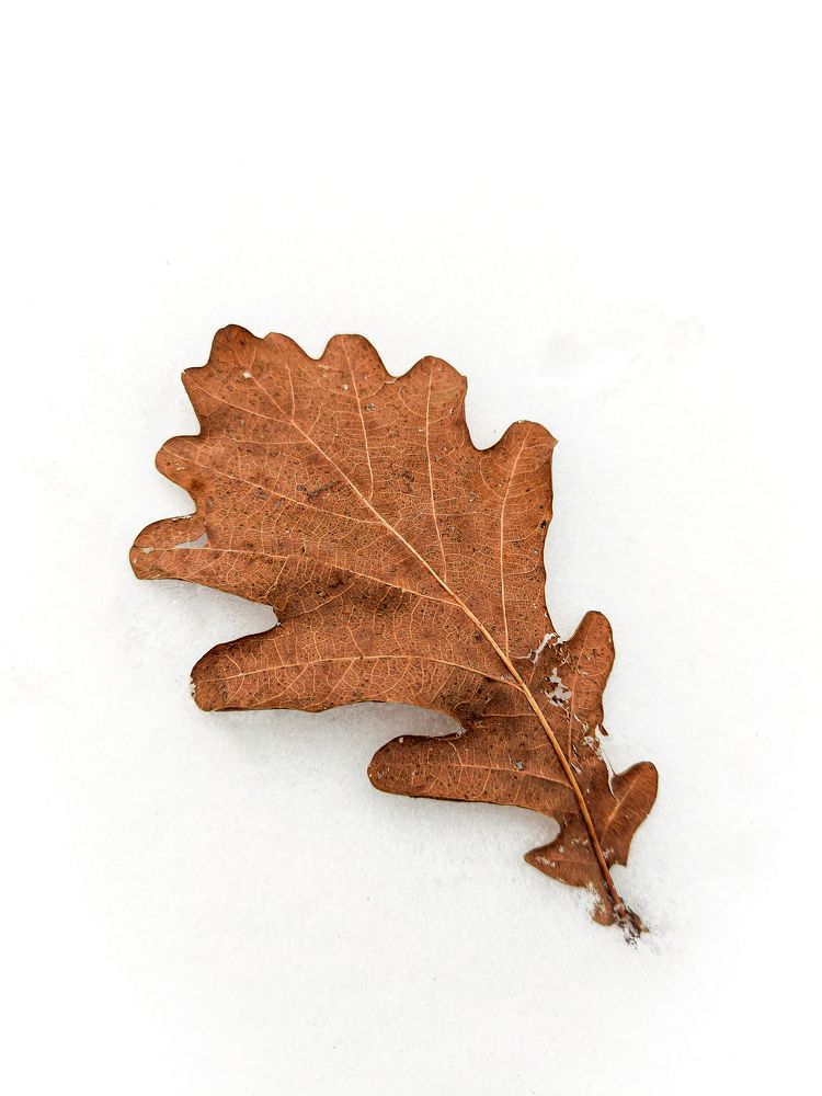 Фотография автора Александр Хухлов