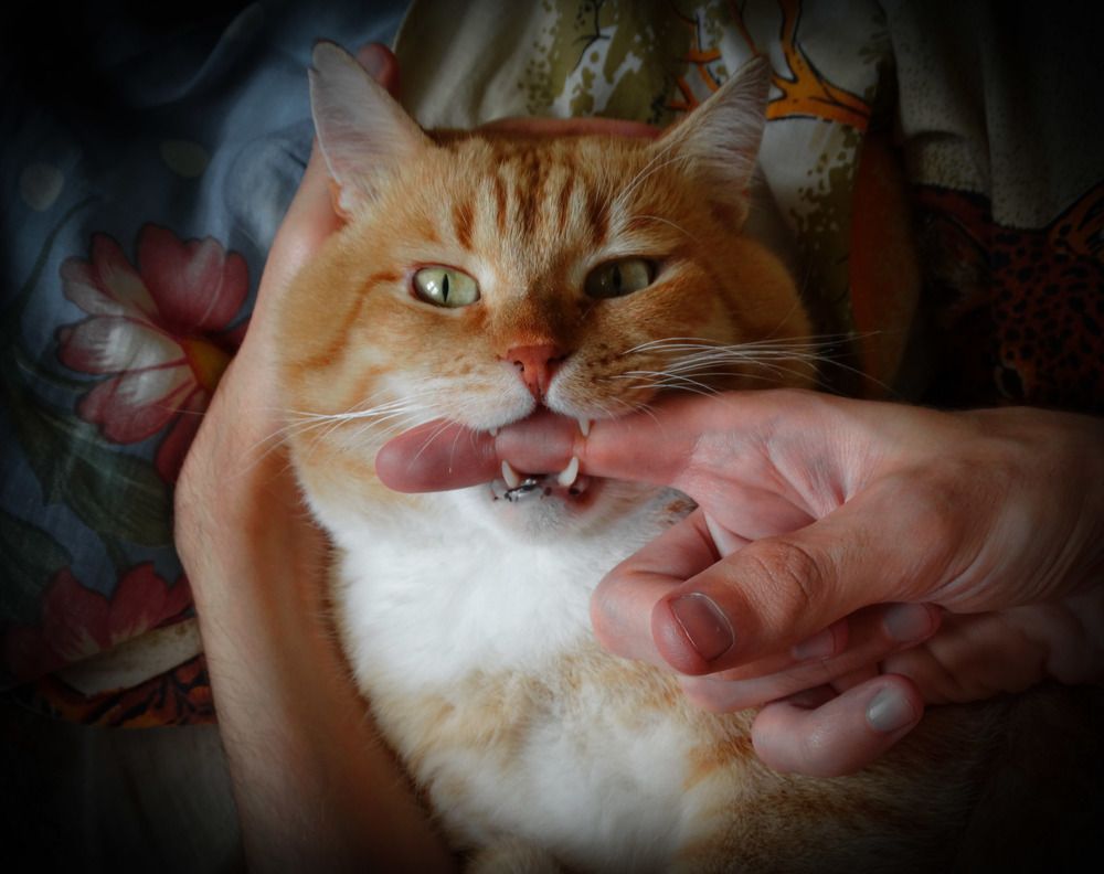 Photograph by Ирина Половцева