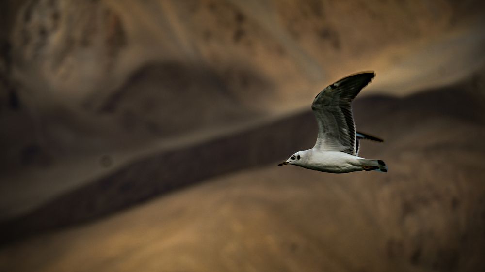 Фотография автора Aadi Saxena