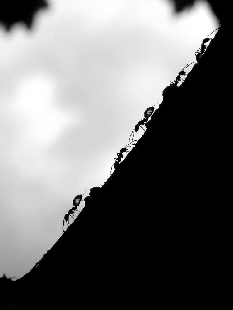 Sobe e desce - Up and down - Вверх и вниз