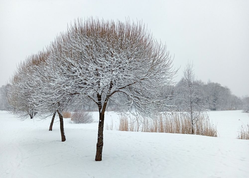 Снежный день