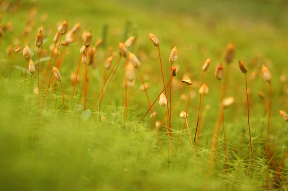 Photograph by Елена