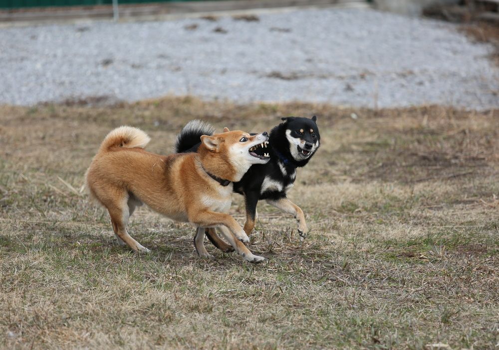 Photograph by Алексей Хазов