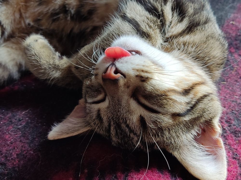 Фотография автора Лена Гром