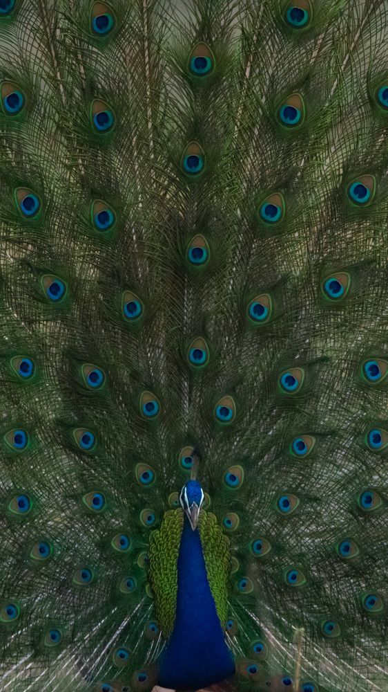 Photograph by Anuj Sharma