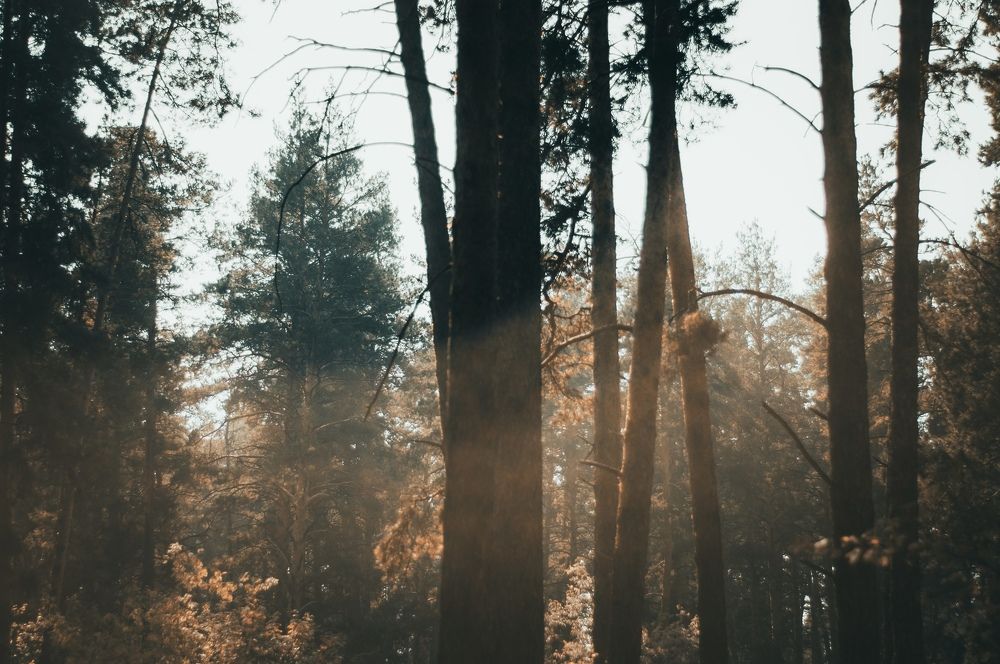 Photograph by Pavel Piskunov