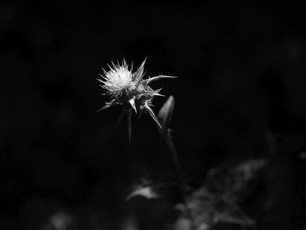 Photograph by Баженова Наталья