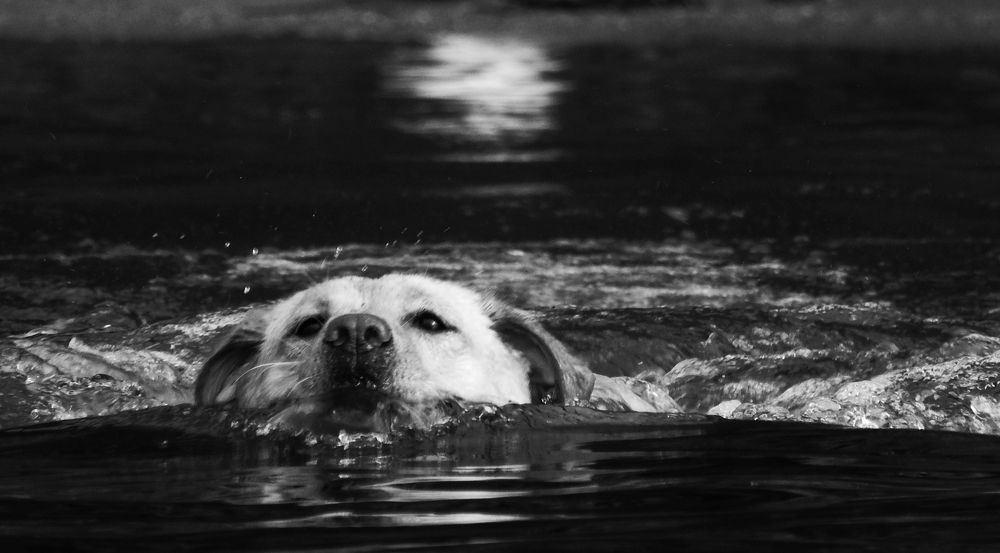 Photo #9658277