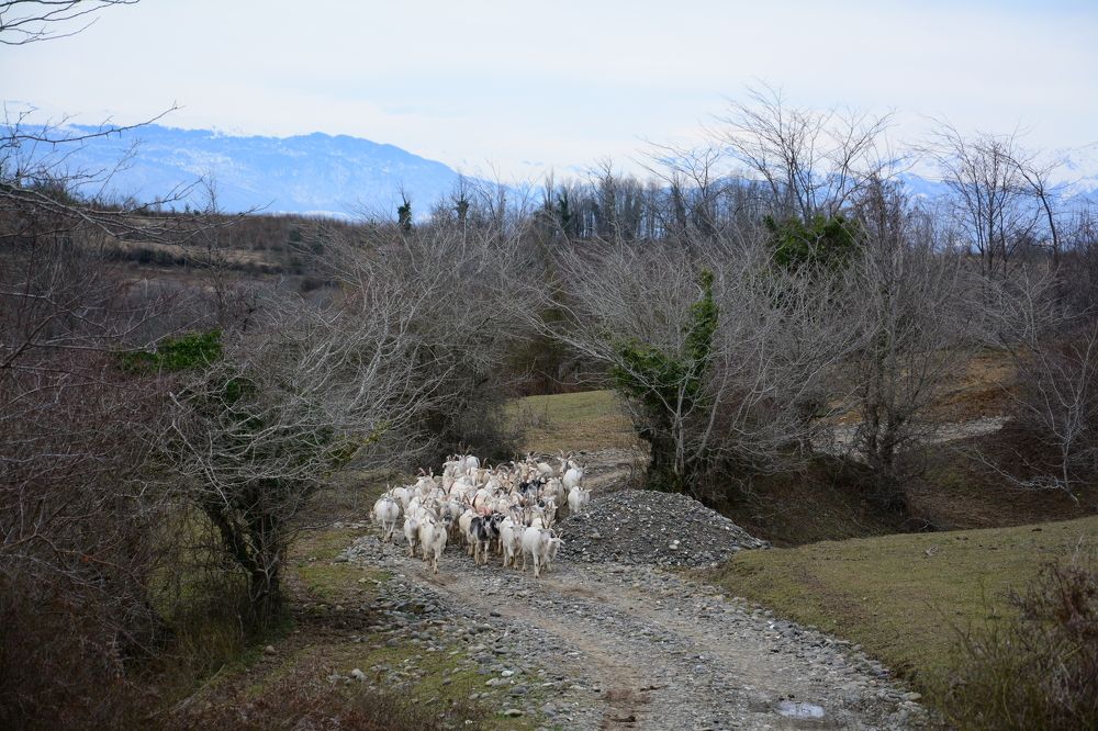 Photograph by Shota Gogoli