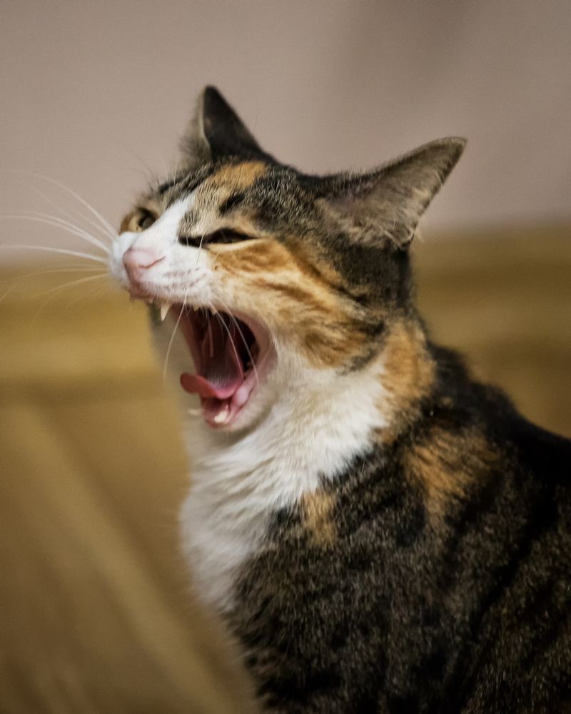 Photograph by Валентин Кольцов