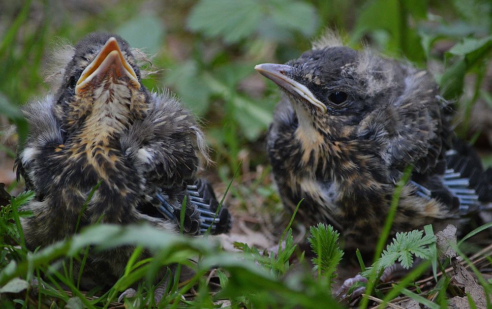 Мой брат - певец.