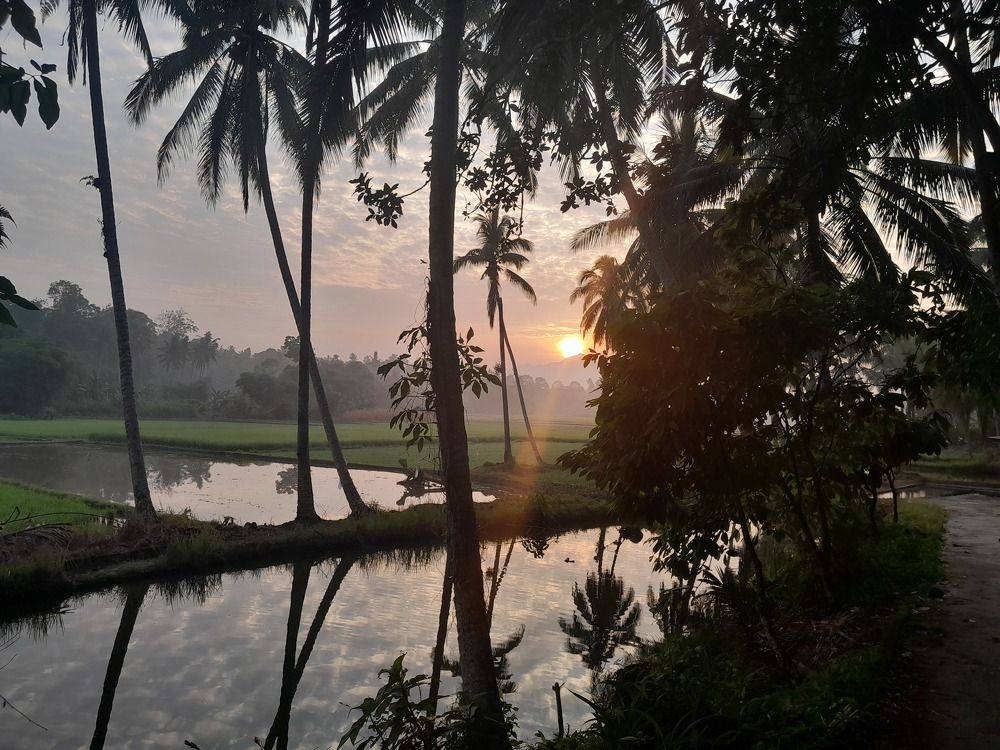 The Silhouette of Coconut Trees in Sunrise