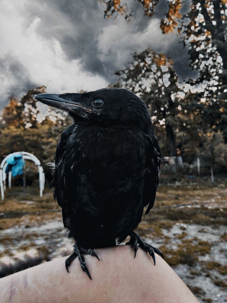 Photograph by Ангелина Высочина