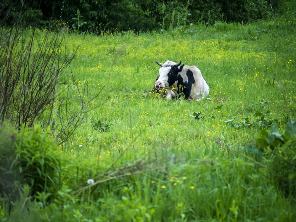 Photograph by Руслан Ибрагимов