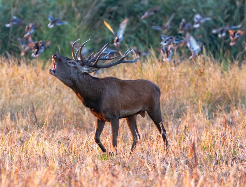 Photograph by George Alexandru Ghiuro