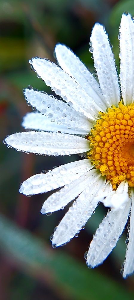 роса - это целый микро мир