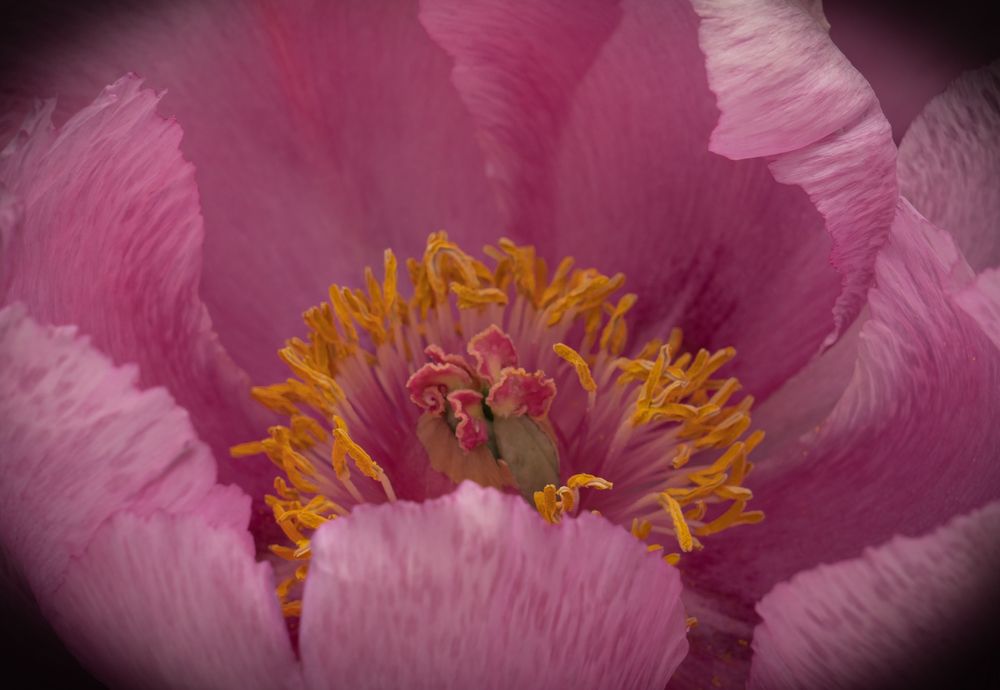 Photograph by Дария Максимова