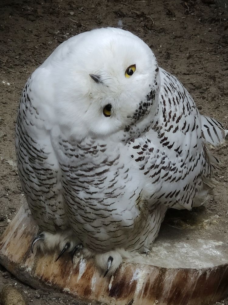 Photograph by Татьяна Гулакова