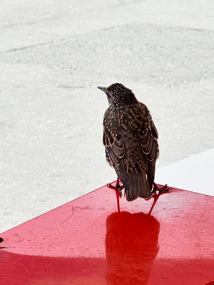 Фотография автора Светлана Алексеева