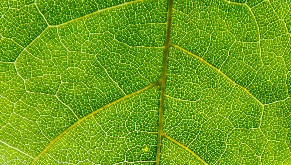 Фотография автора Александр Довганюк