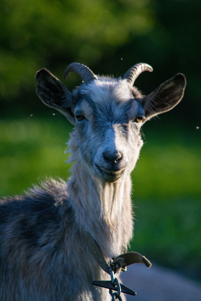 Фотография автора Елена Емельянова