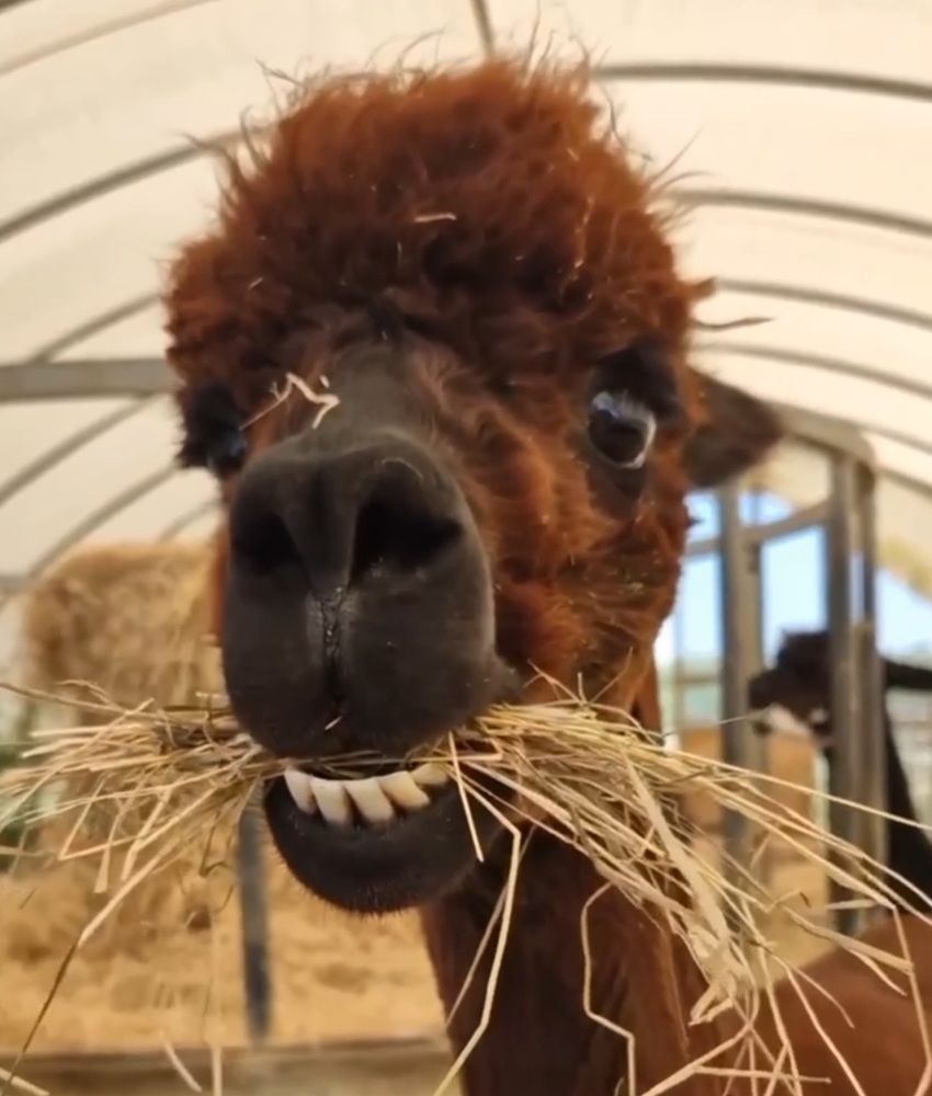 Вкусный обед